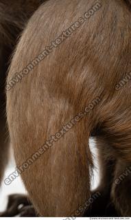 monkey skin fur  0010